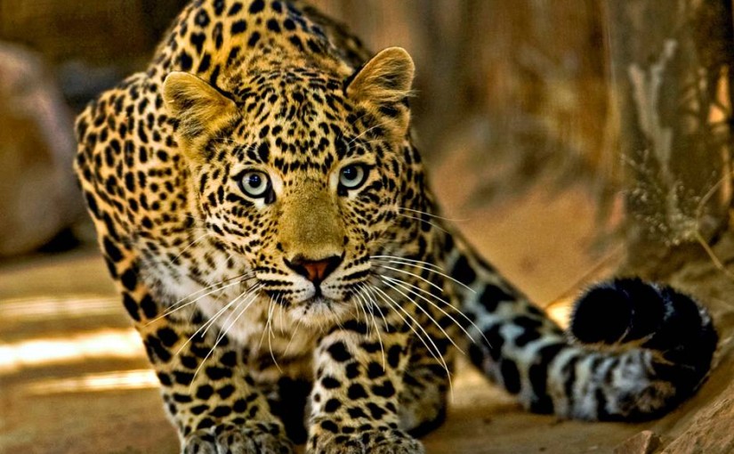 Can a Leopard Change its Spots?